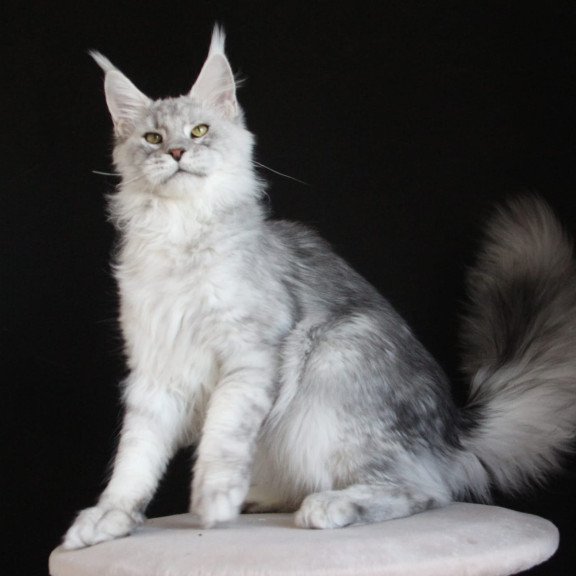 Maine Coon AP Glamour
