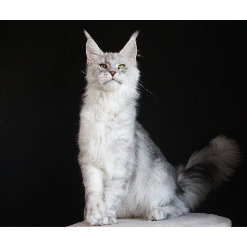 Maine Coon AP Glamour