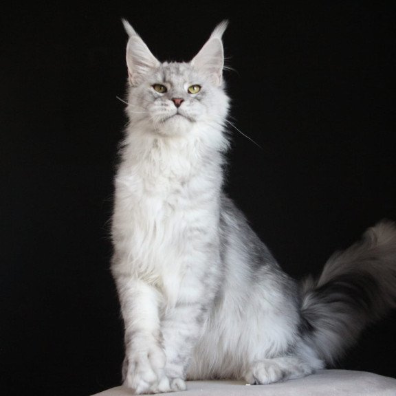 Maine Coon AP Glamour