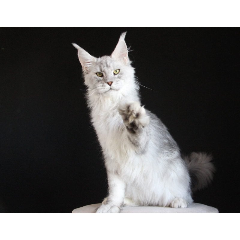 Maine Coon AP Glamour