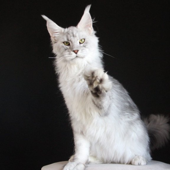Maine Coon AP Glamour