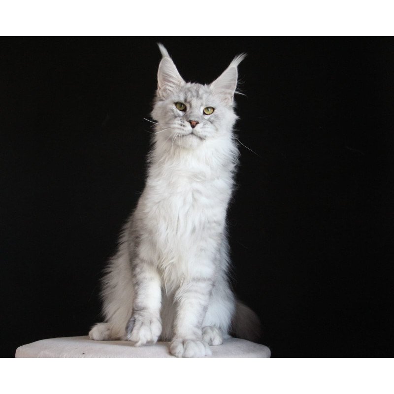Maine Coon AP Glamour