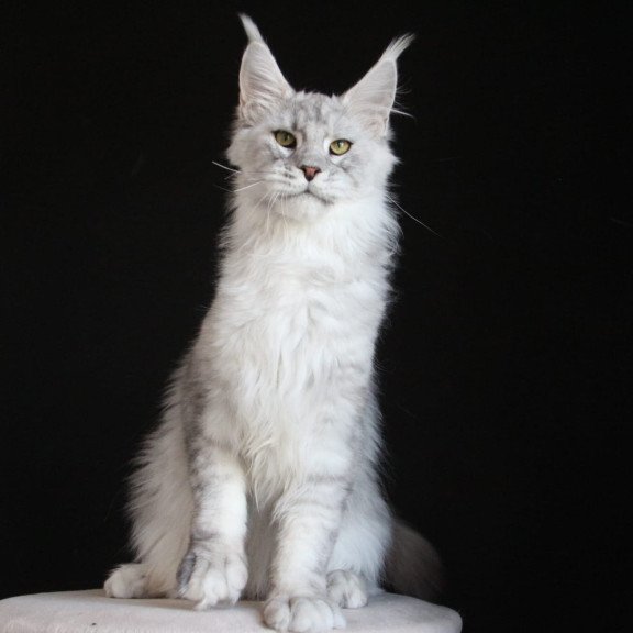 Maine Coon AP Glamour