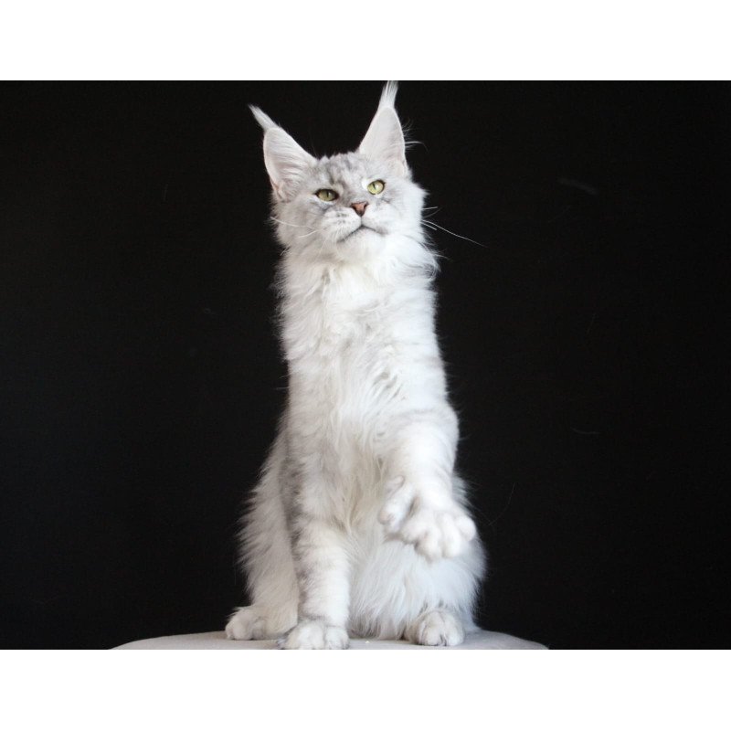 Maine Coon AP Glamour
