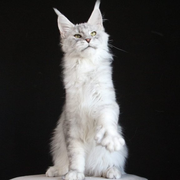 Maine Coon AP Glamour
