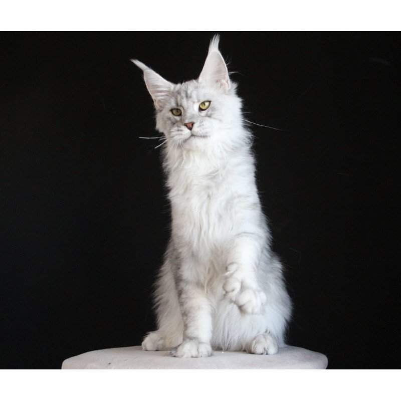 Maine Coon AP Glamour