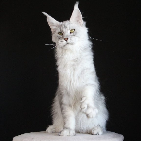 Maine Coon AP Glamour