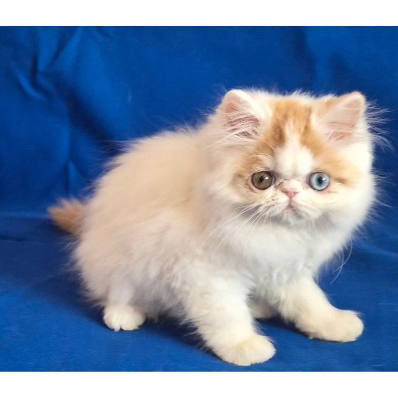 Persian Zelda