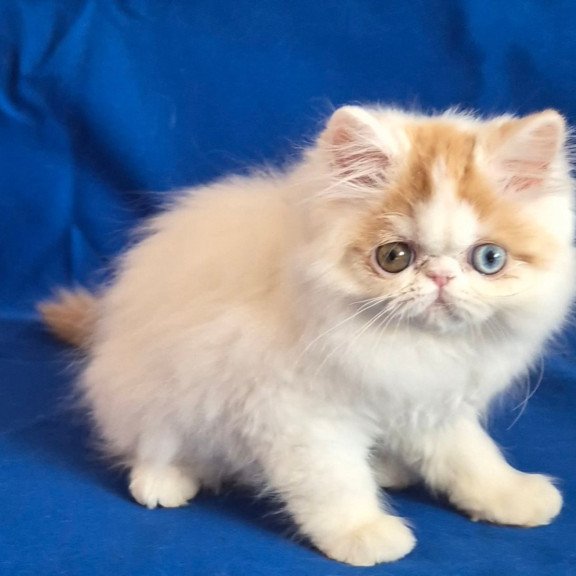 Persian Zelda