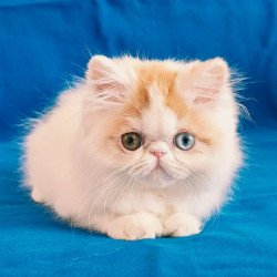 Persian Zelda
