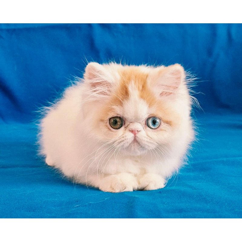 Persian Zelda