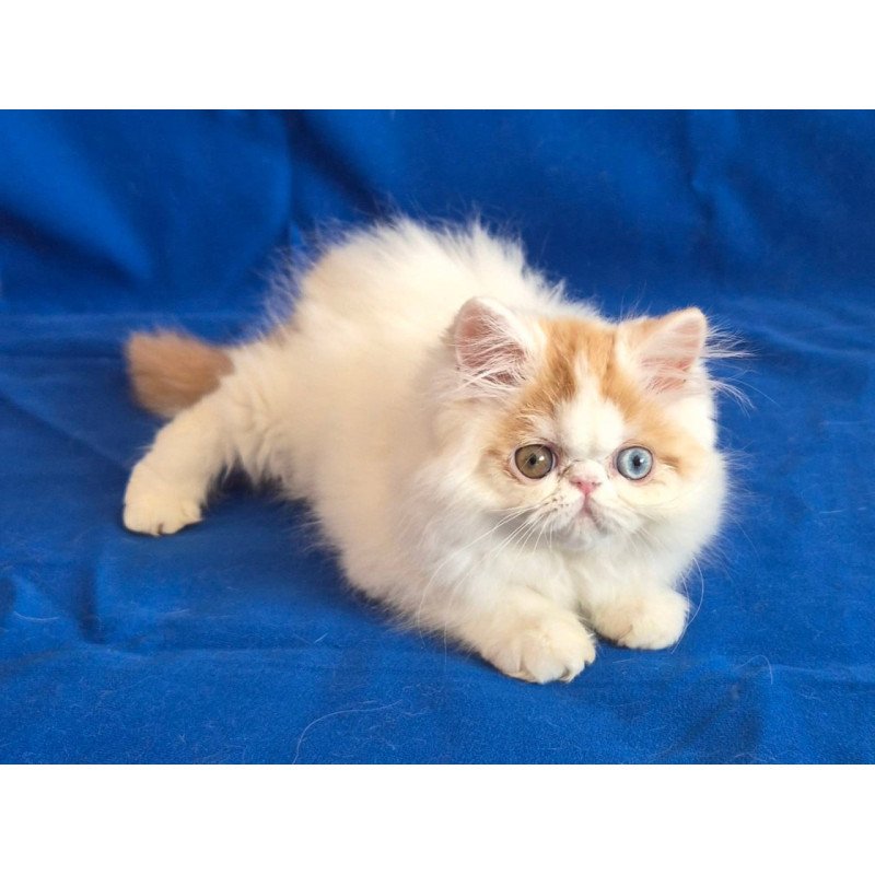 Persian Zelda
