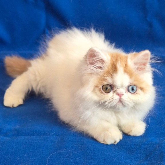 Persian Zelda