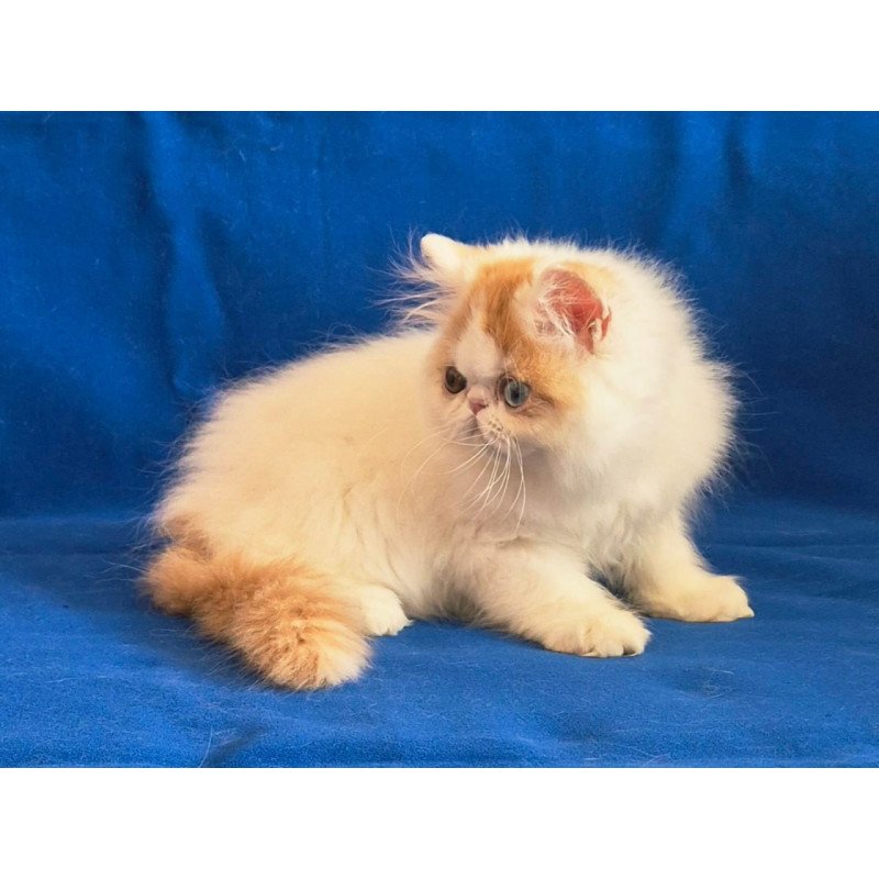 Persian Zelda