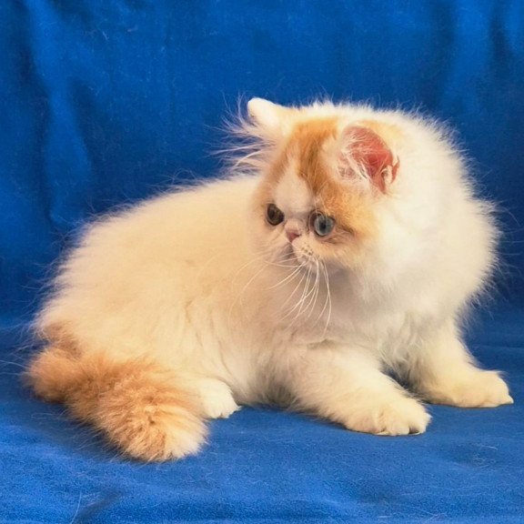 Persian Zelda