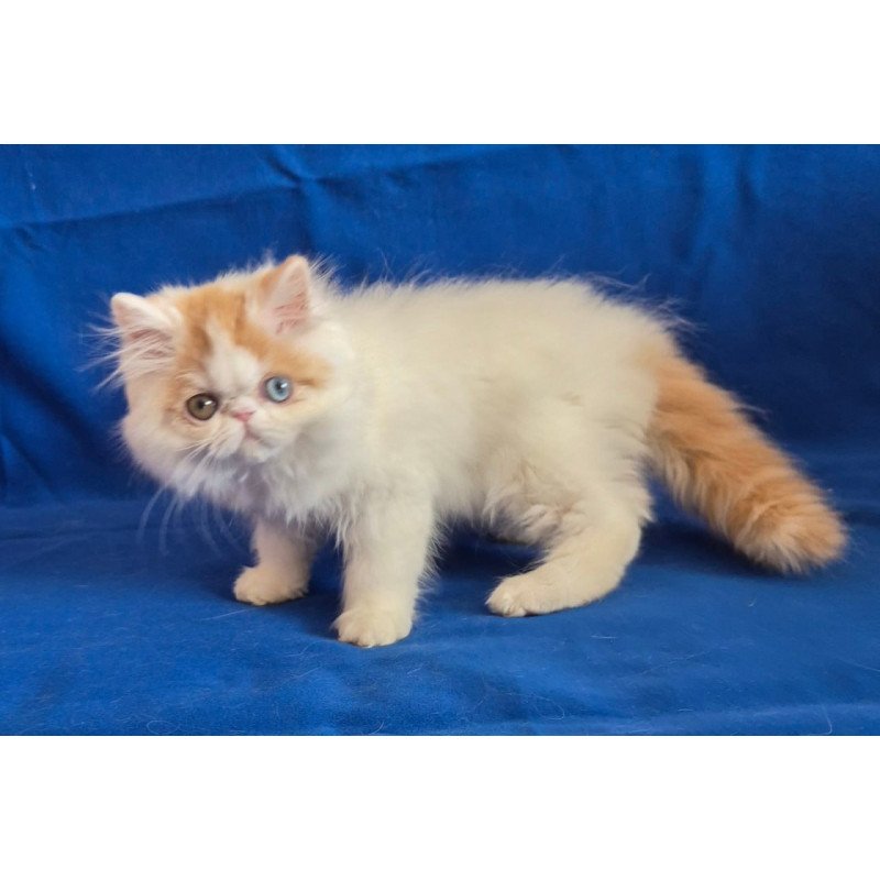 Persian Zelda