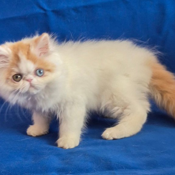 Persian Zelda