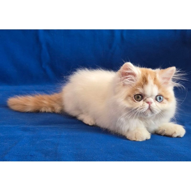 Persian Zelda