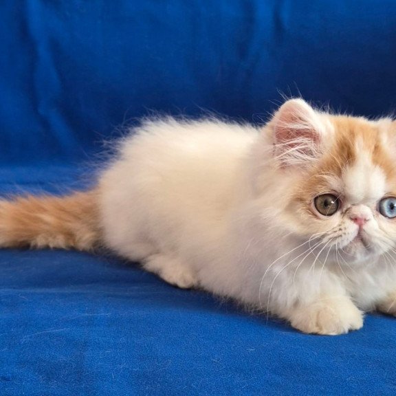 Persian Zelda