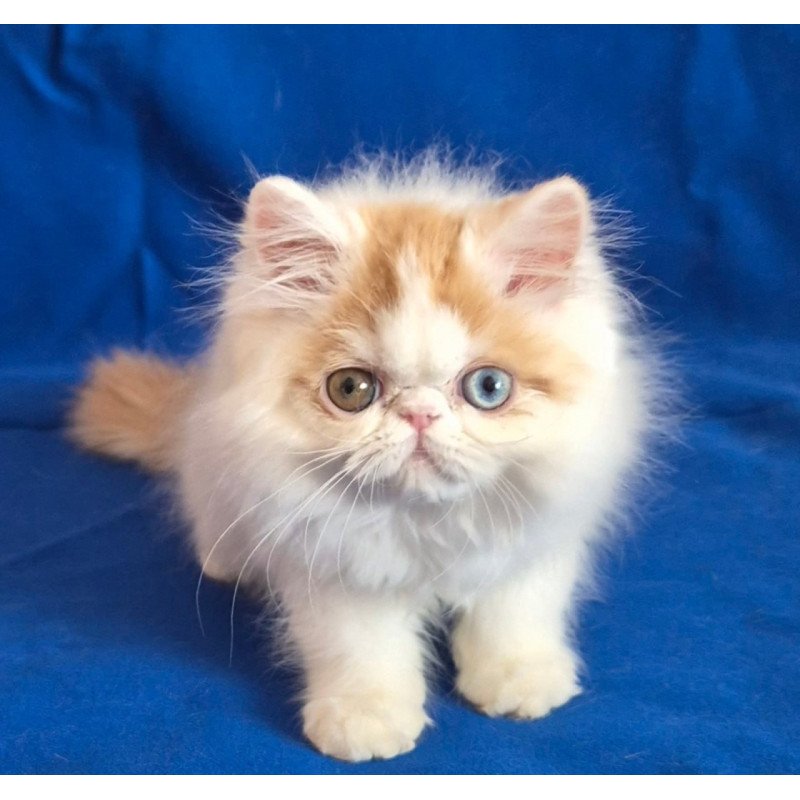 Persian Zelda