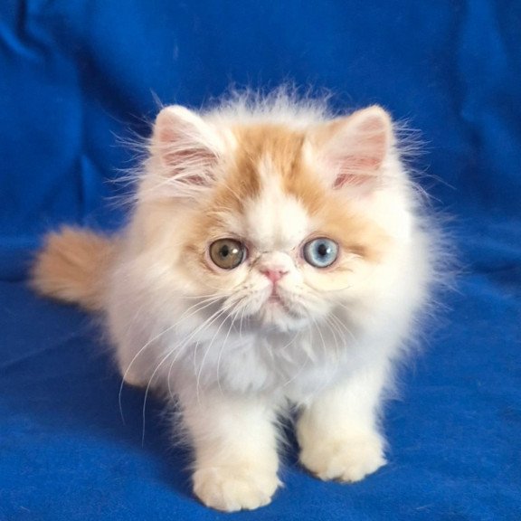Persian Zelda