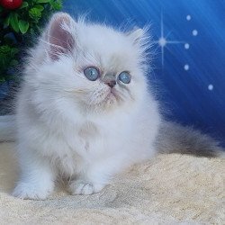 Persian Sesil