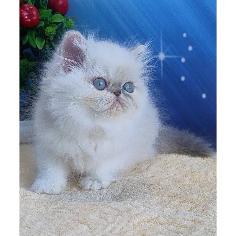 Persian Sesil
