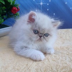 Persian Sesil