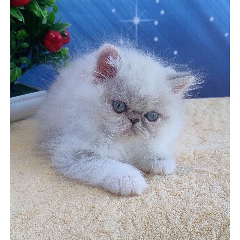 Persian Sesil