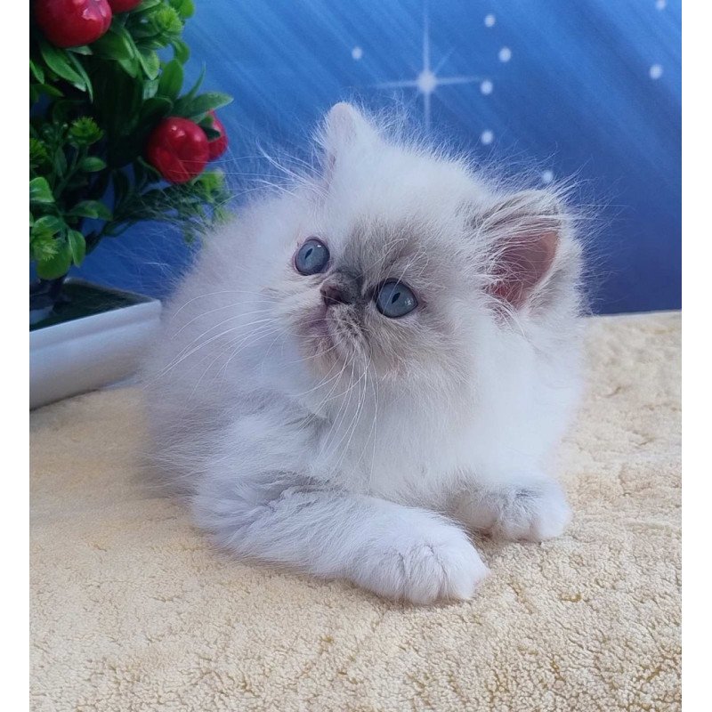 Persian Sesil