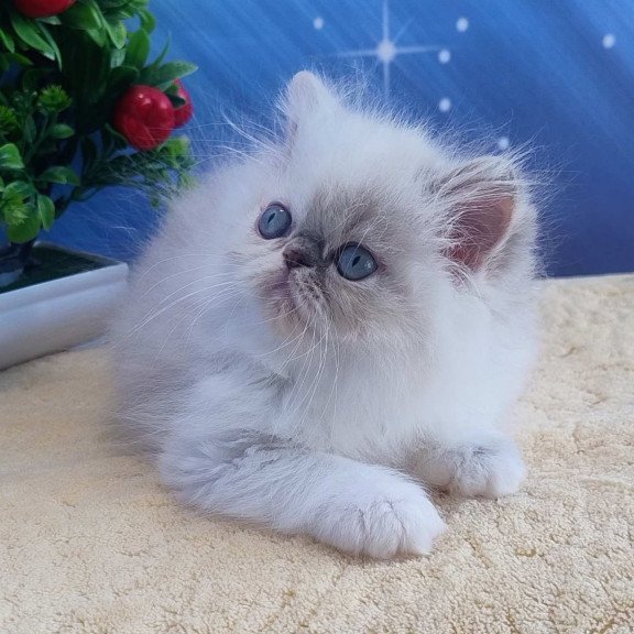 Persian Sesil
