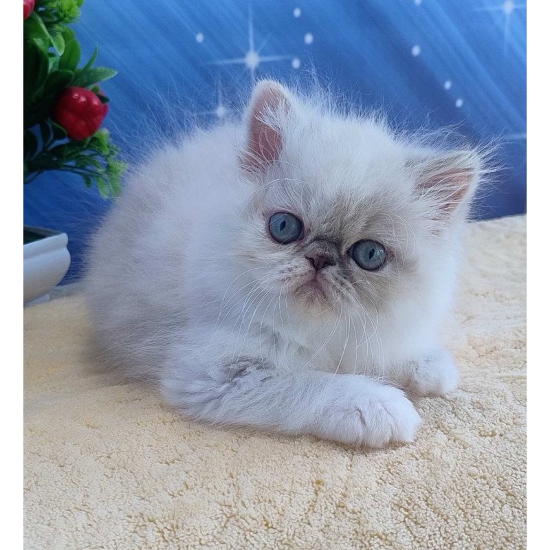 Persian Sesil