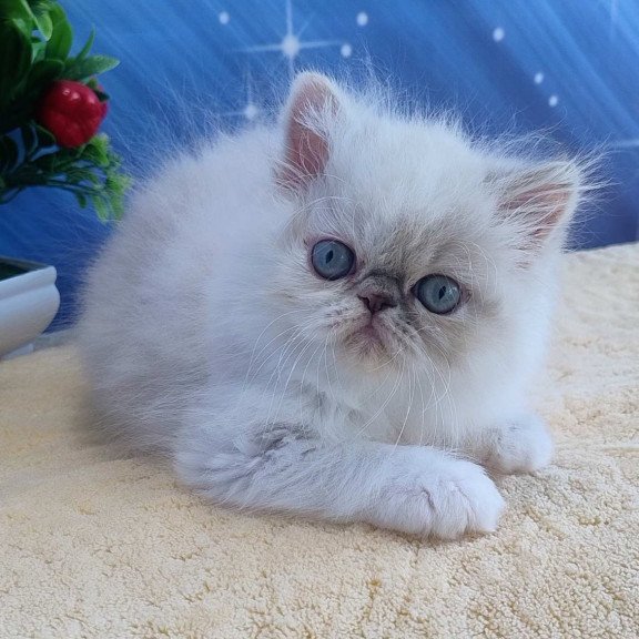 Persian Sesil
