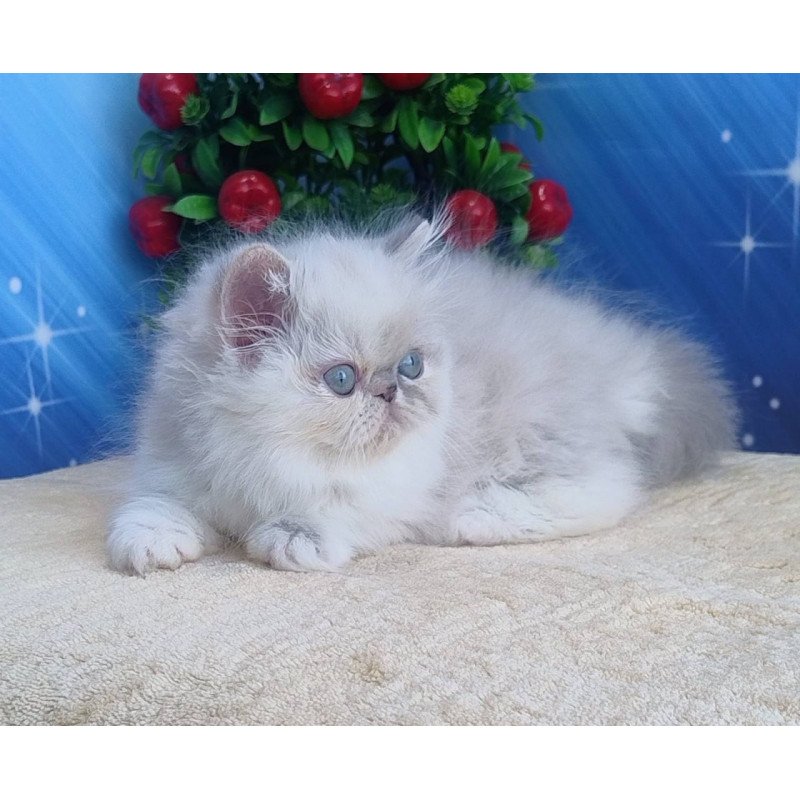 Persian Sesil