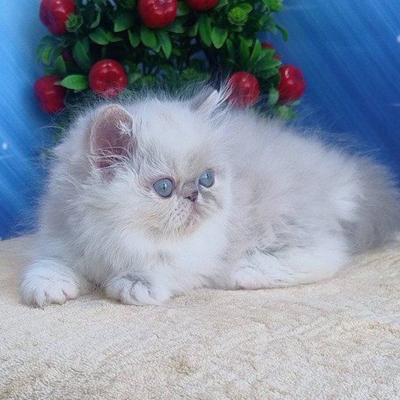 Persian Sesil