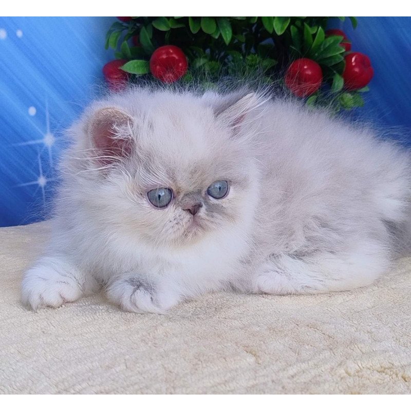 Persian Sesil