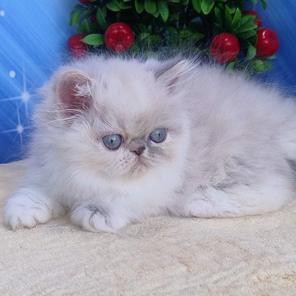 Persian Sesil