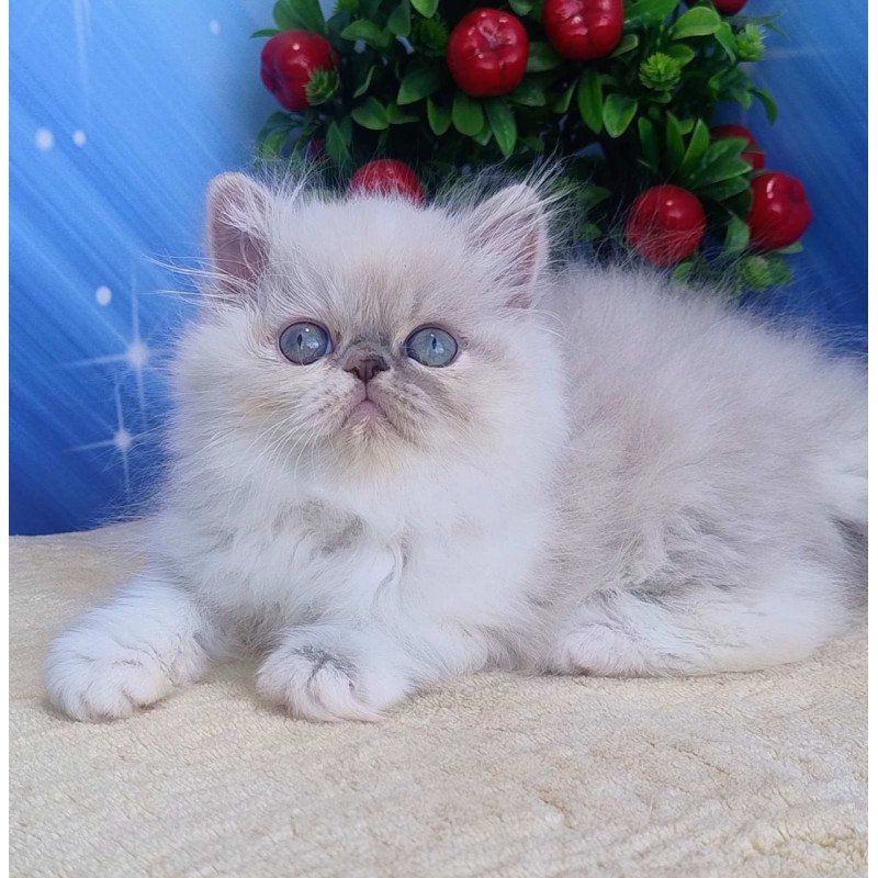 Persian Sesil