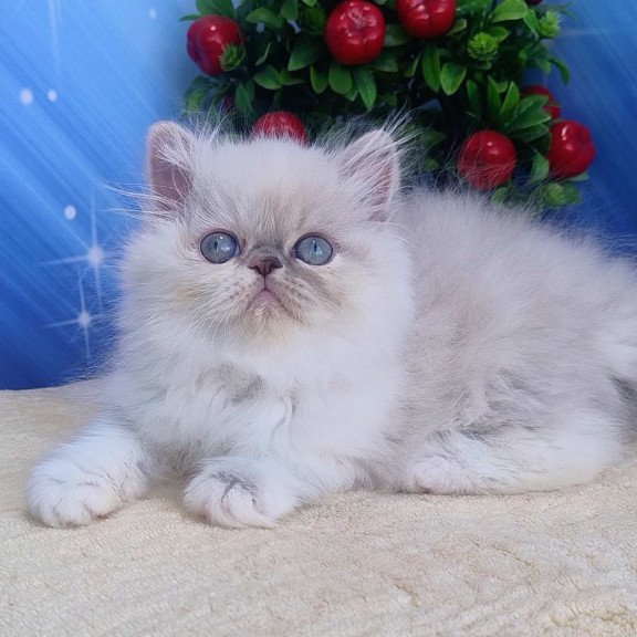 Persian Sesil