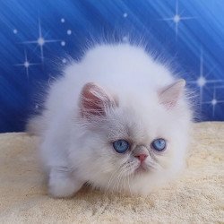 Persian Saffi