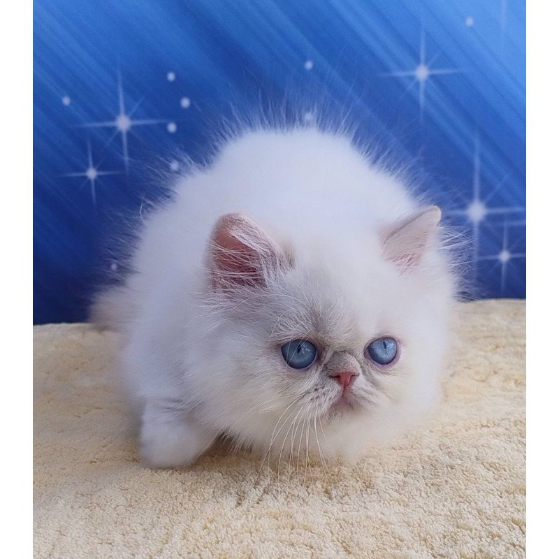 Persian Saffi