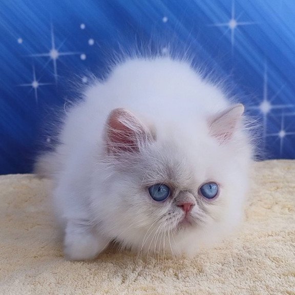 Persian Saffi