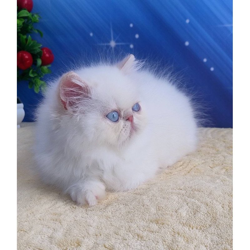 Persian Saffi