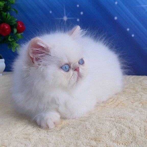 Persian Saffi