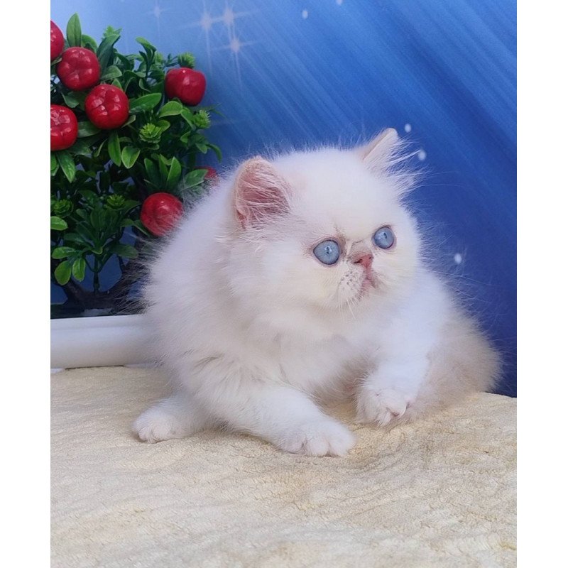 Persian Saffi
