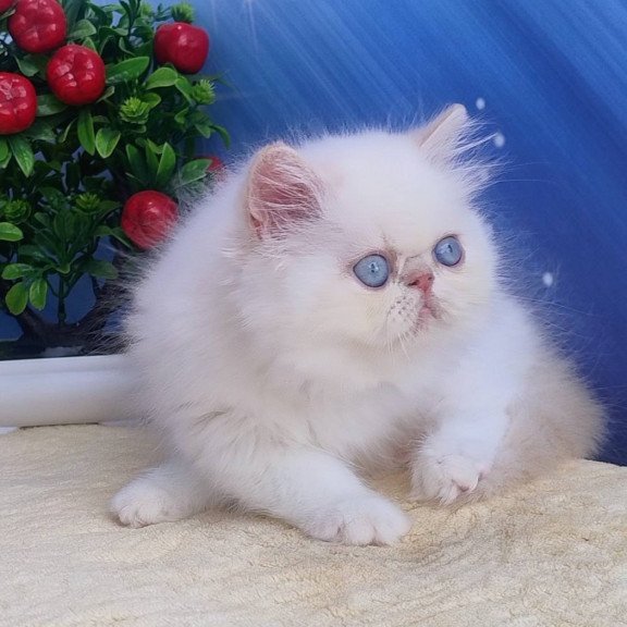Persian Saffi