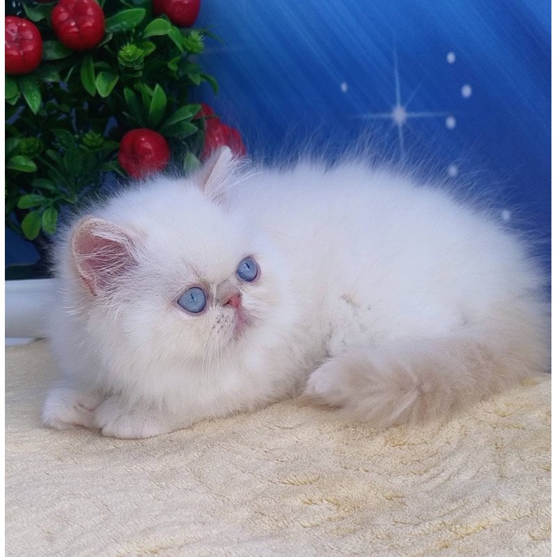 Persian Saffi