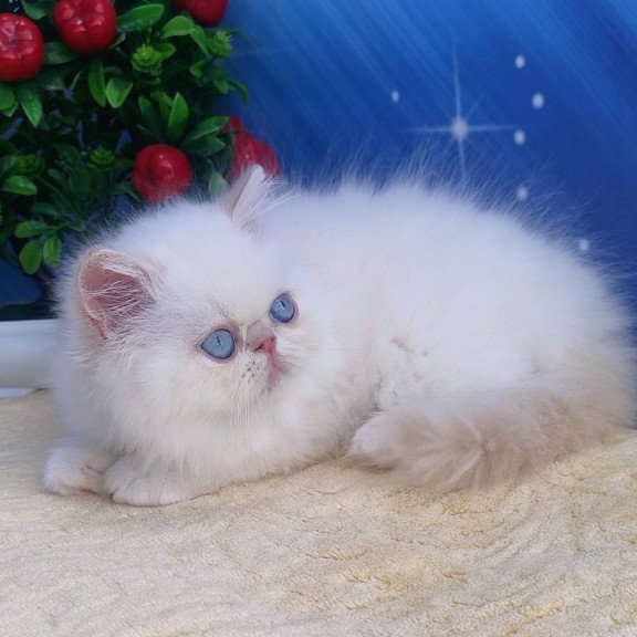 Persian Saffi