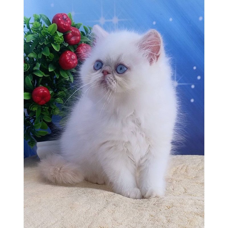 Persian Saffi