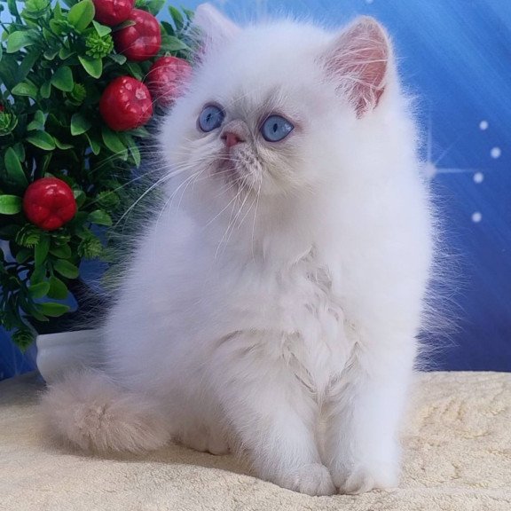 Persian Saffi